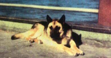 Pancho, el perro de Villa Gesell que murió esperando 12 años a su dueño