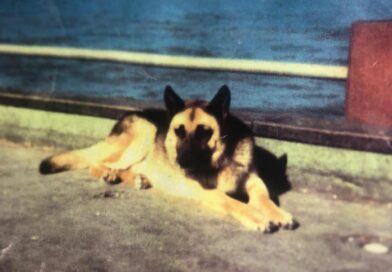 Pancho, el perro de Villa Gesell que murió esperando 12 años a su dueño